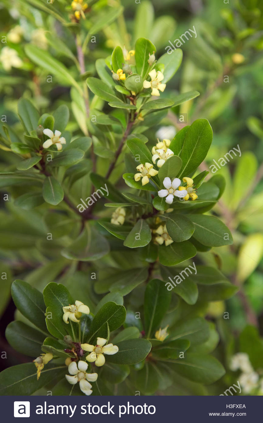 Pittosporum Tobira Nana Pittospore Du Japon Na Achat Vente
