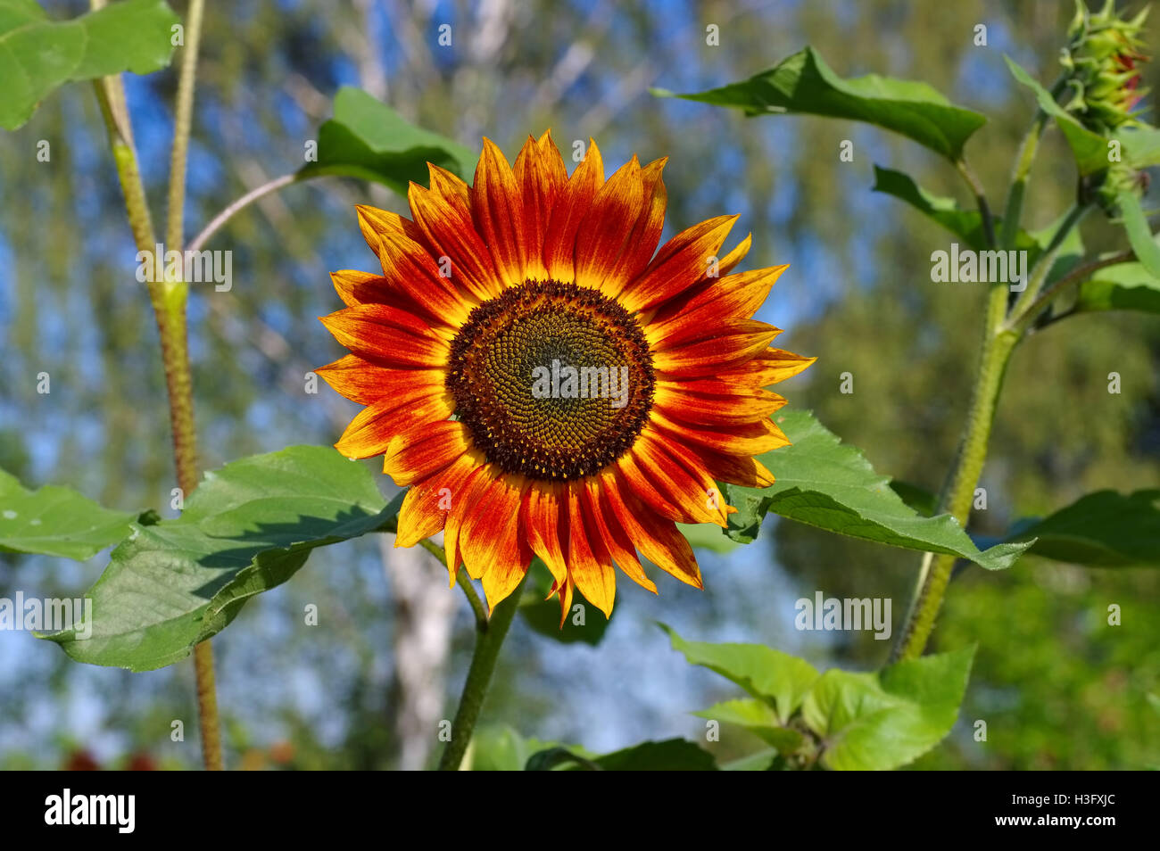 einzelne Sonnenblume im Sommer - single sunflower in summer, garden plant Stock Photo