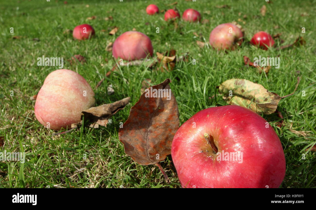 Windfall apples among autumn leaves in the orchard of an English country garden on a sunny day in early October - 2016 Stock Photo