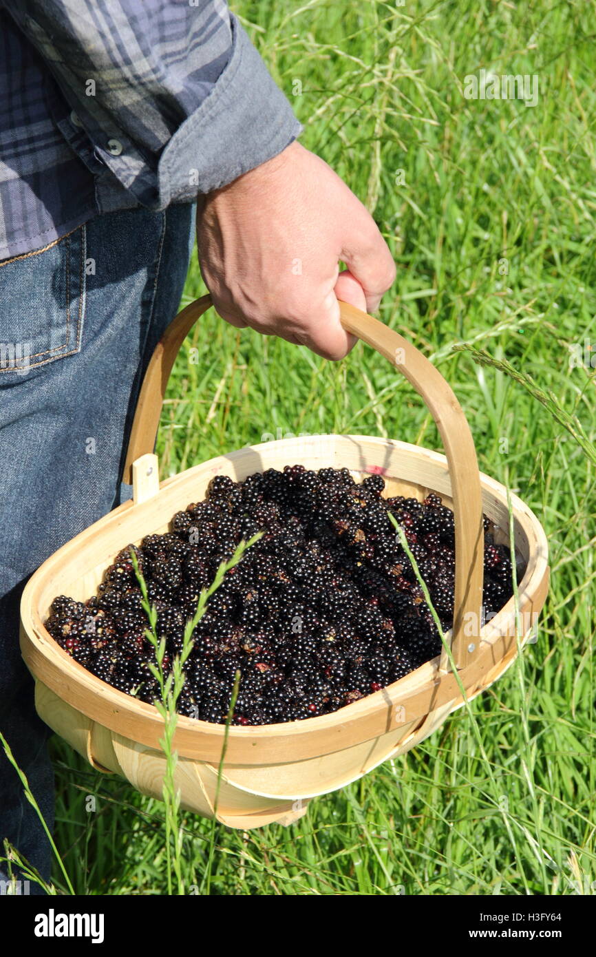 A basket of freshly picked hedgerow blackberries in the English countryside on a fine late September day - MR Stock Photo