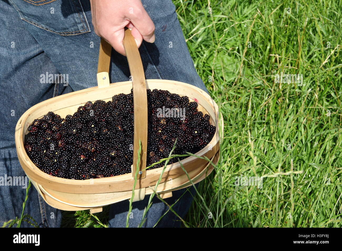 A basket of freshly picked hedgerow blackberries in the English countryside on a fine late September day - MR Stock Photo