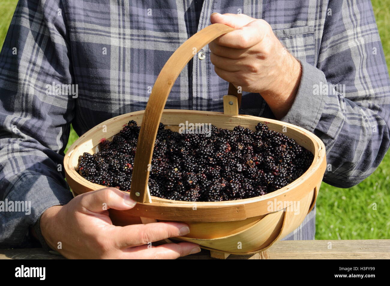 A man with a trug filled with freshly picked hedgerow blackberries in the English countryside on a fine September day - MR Stock Photo