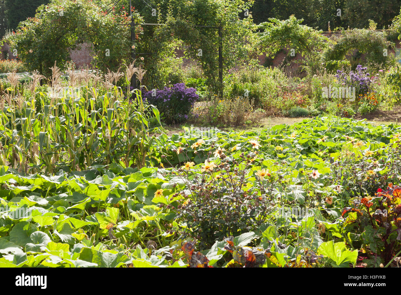 Victorian kitchen garden hires stock photography and images Alamy