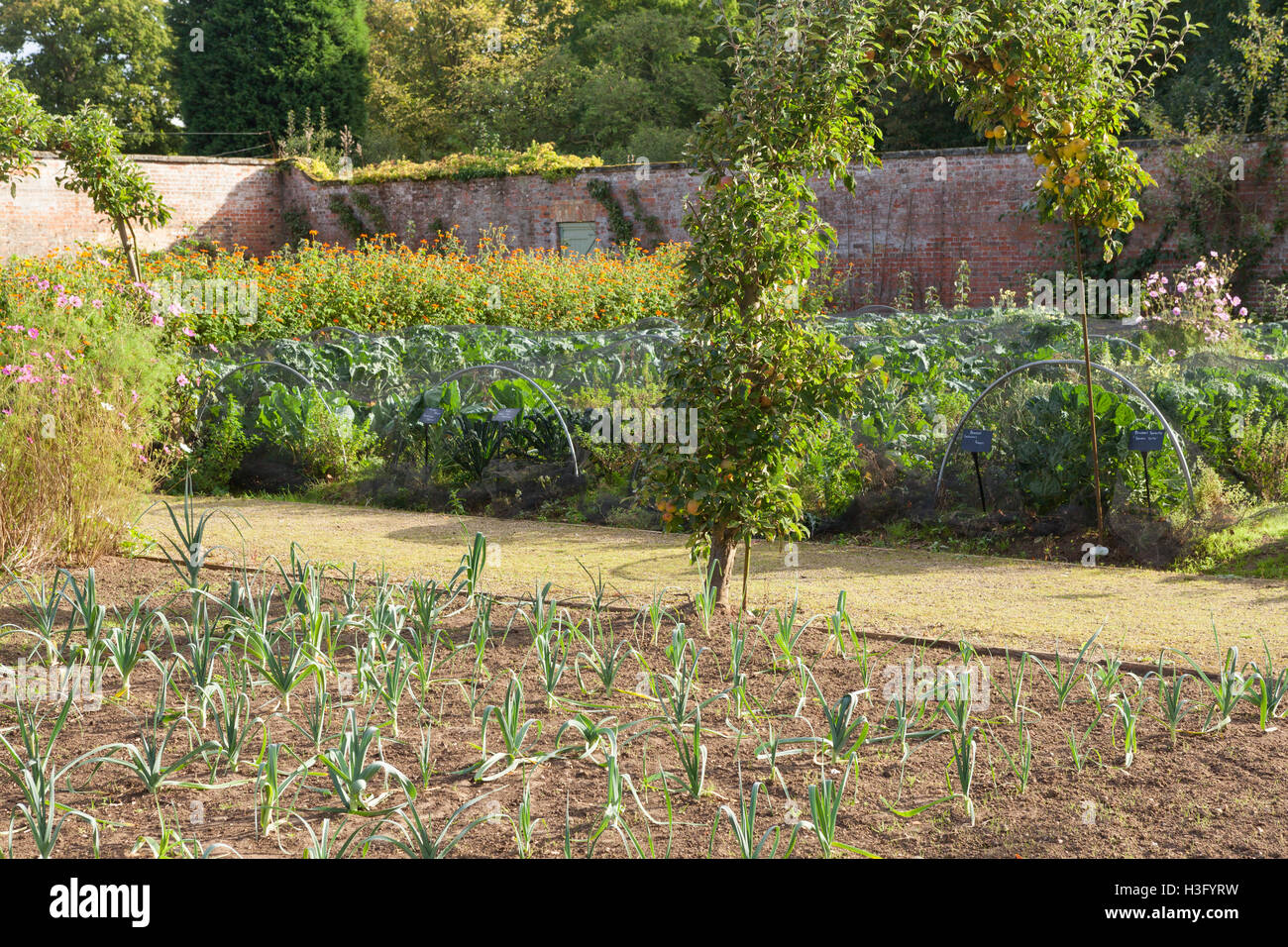 Victorian Walled Kitchen Garden at Normanby Hall Country Park, North Lincolnshire. October 2016. Stock Photo