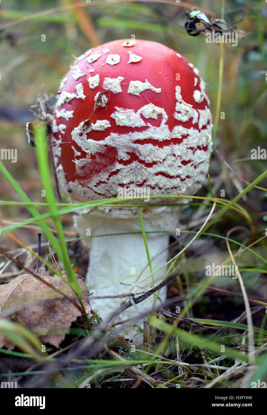 Dangerous Amanita muscaria in forest. Stock Photo