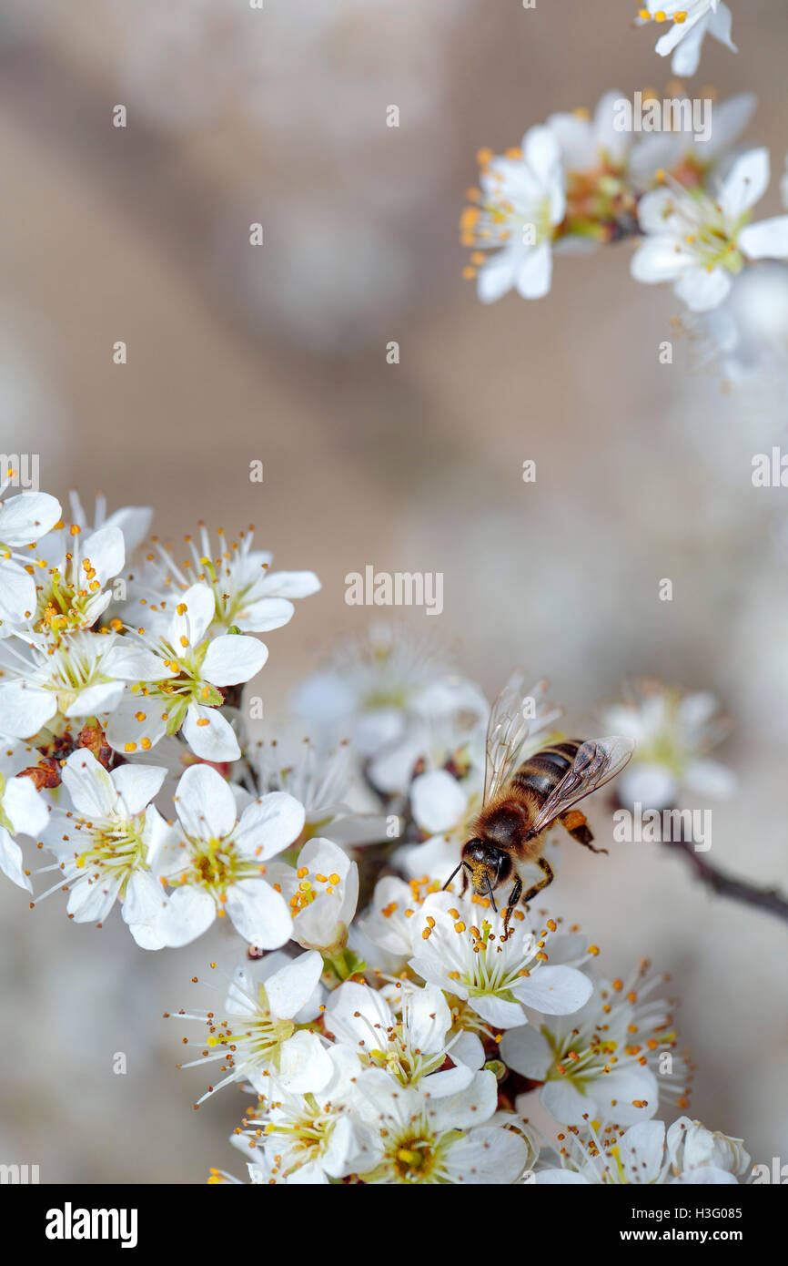 Close Up of Honey bee on Apple Tree in Spring with white blossoms Stock