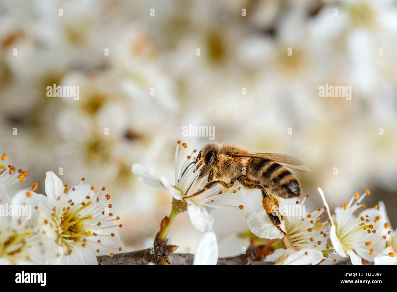 Spring blossom insects hires stock photography and images Alamy