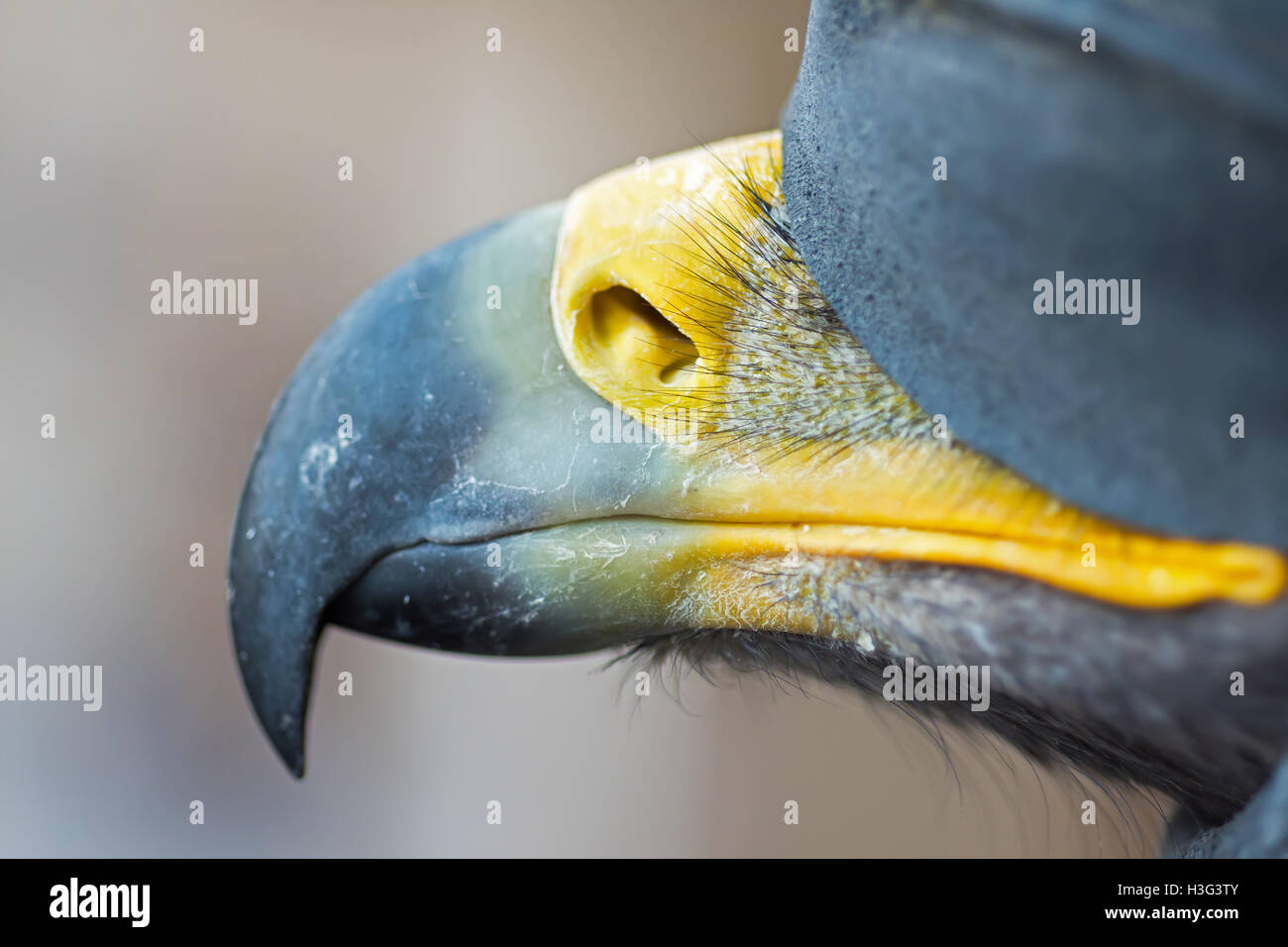 Golden Eagle Beak Close Up Stock Photo Alamy