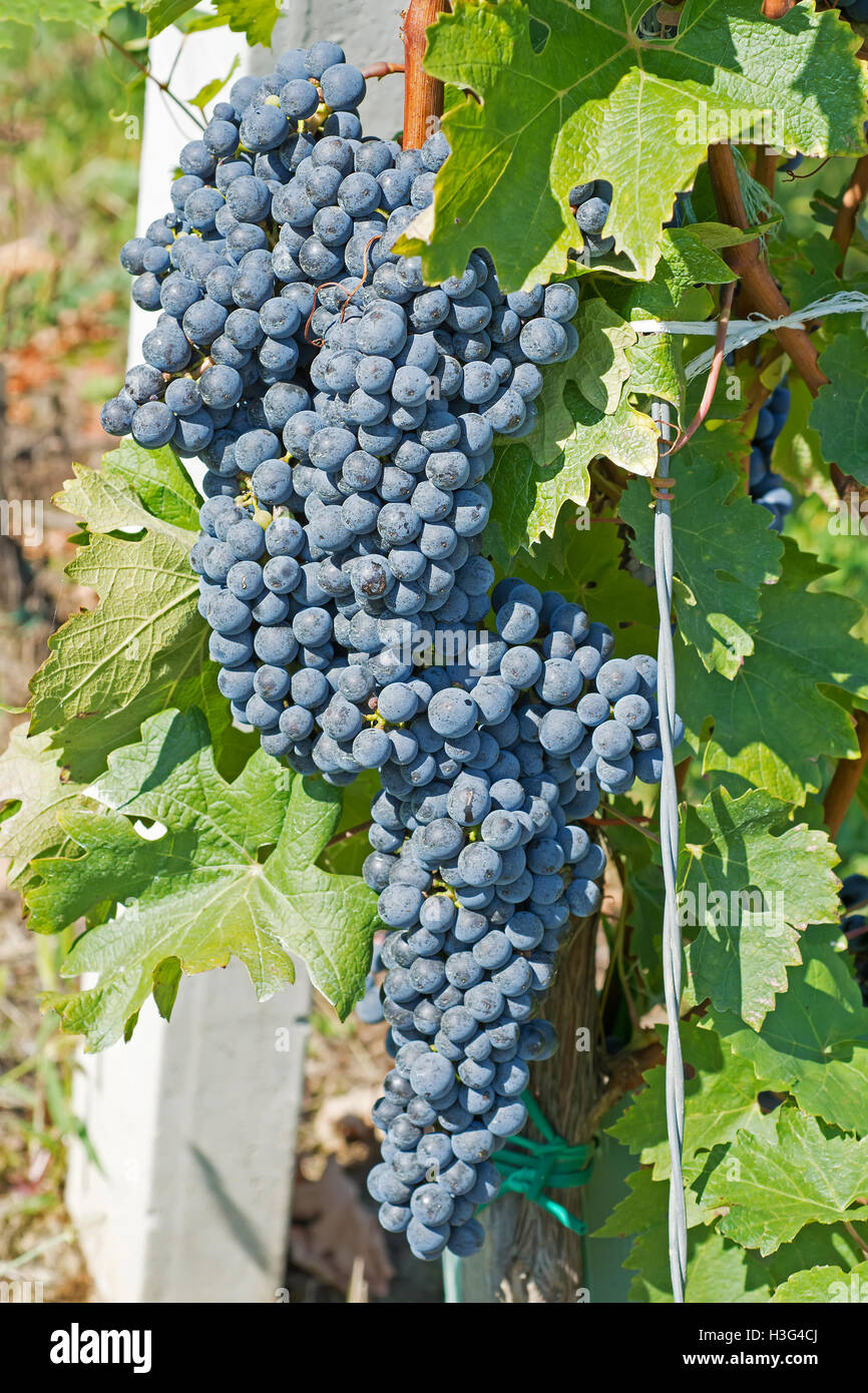 Grapes Hang From a Vine. Organic Grapes in Autumn. Vineyards on a Sunny