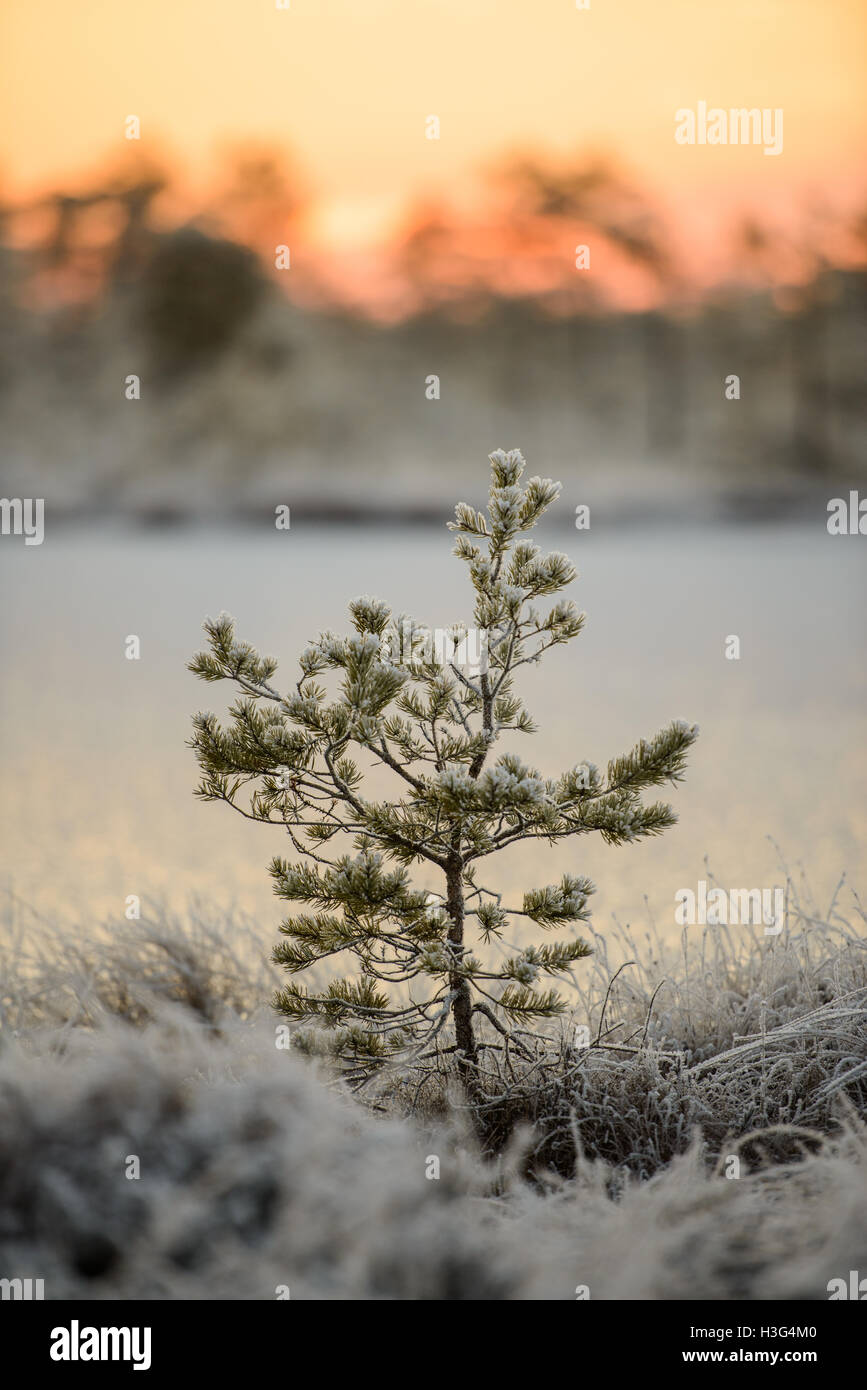 Bog pine covered with frost in the winter Stock Photo