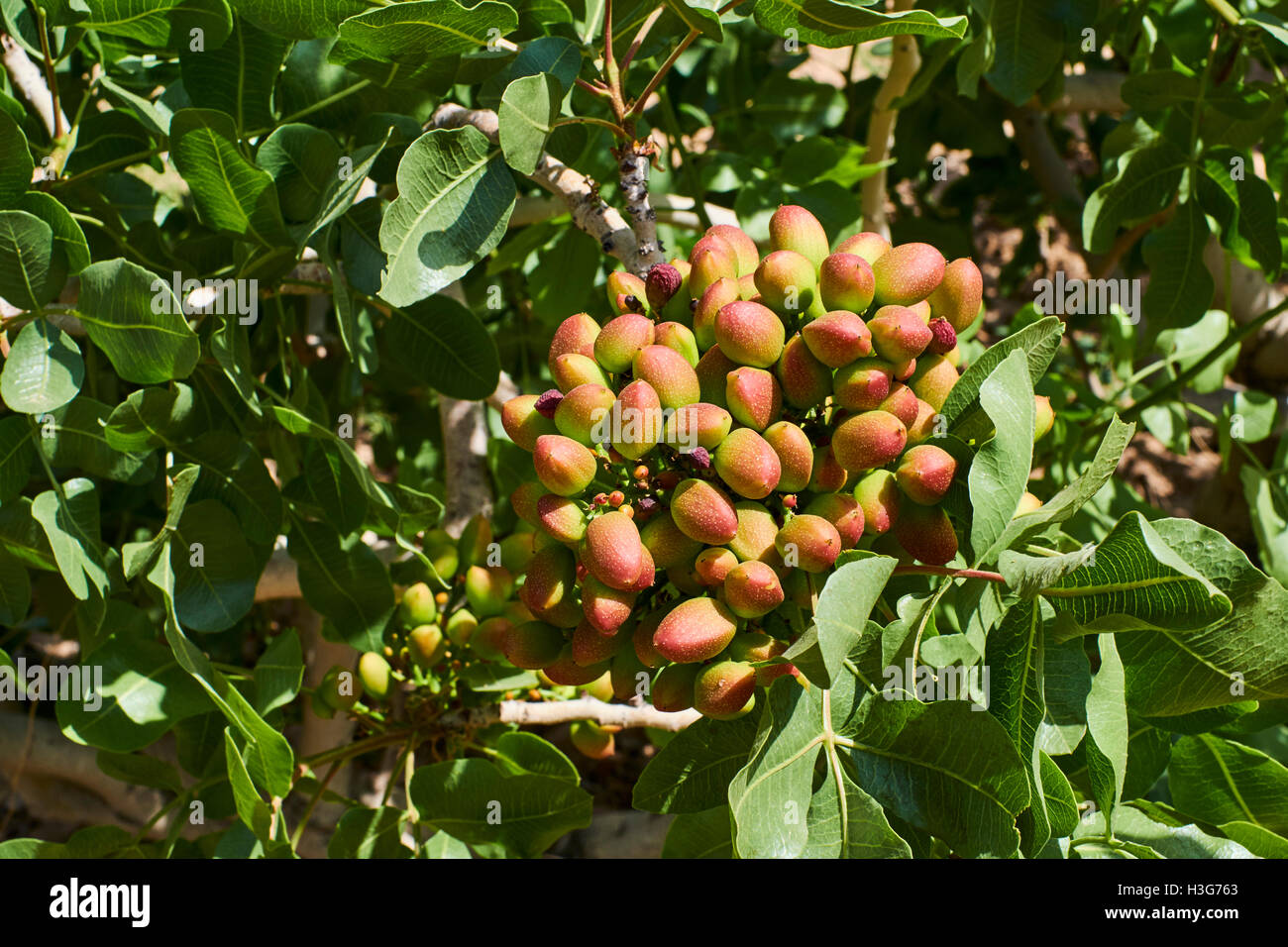 Iran, Fars province, pistachio fields Stock Photo Alamy
