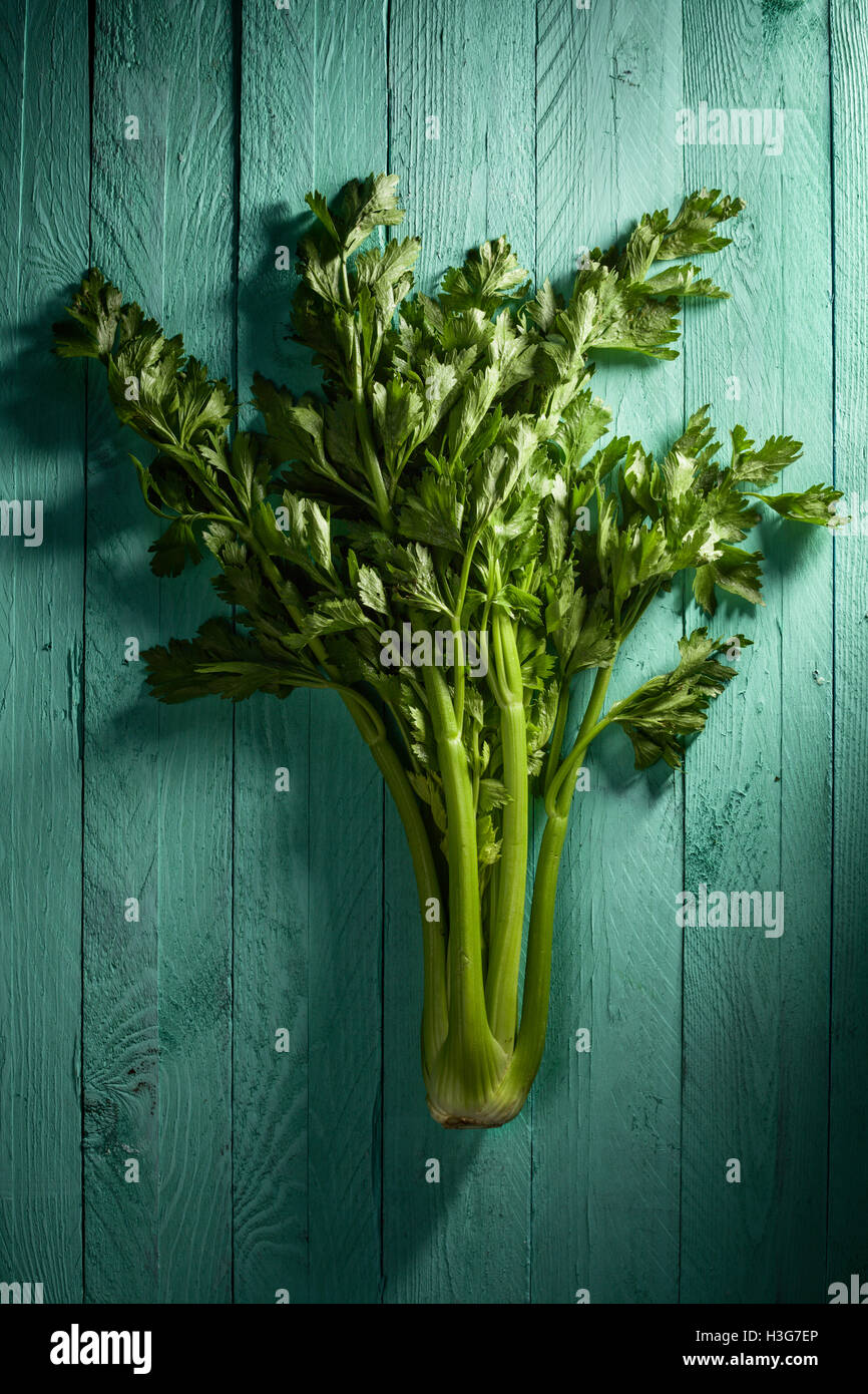 Whole Celery with Leaves on Aquamarine Wood Stock Photo