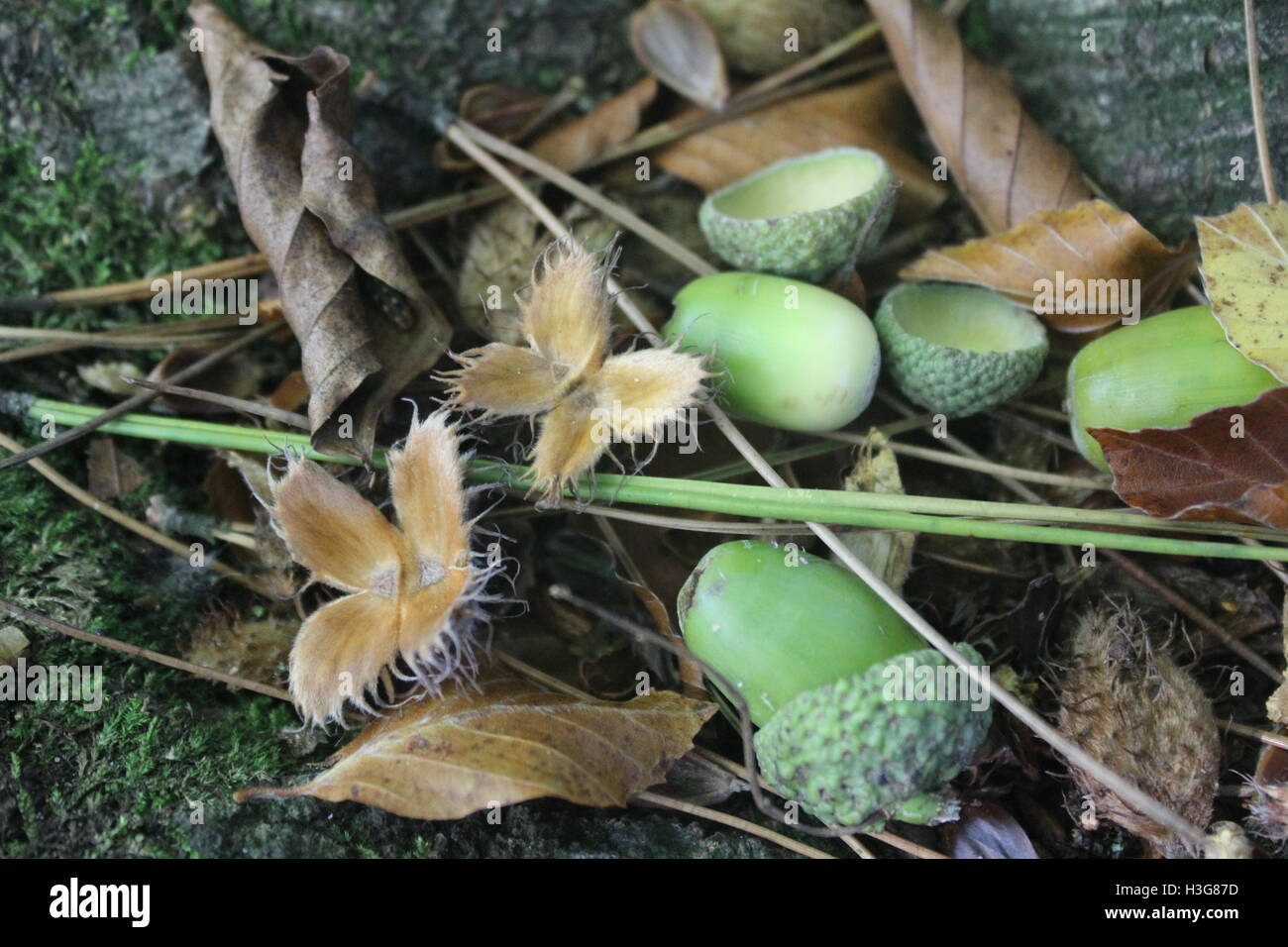Autumn acorns and chestnuts and golden leaves on a woodland walk. Stock Photo