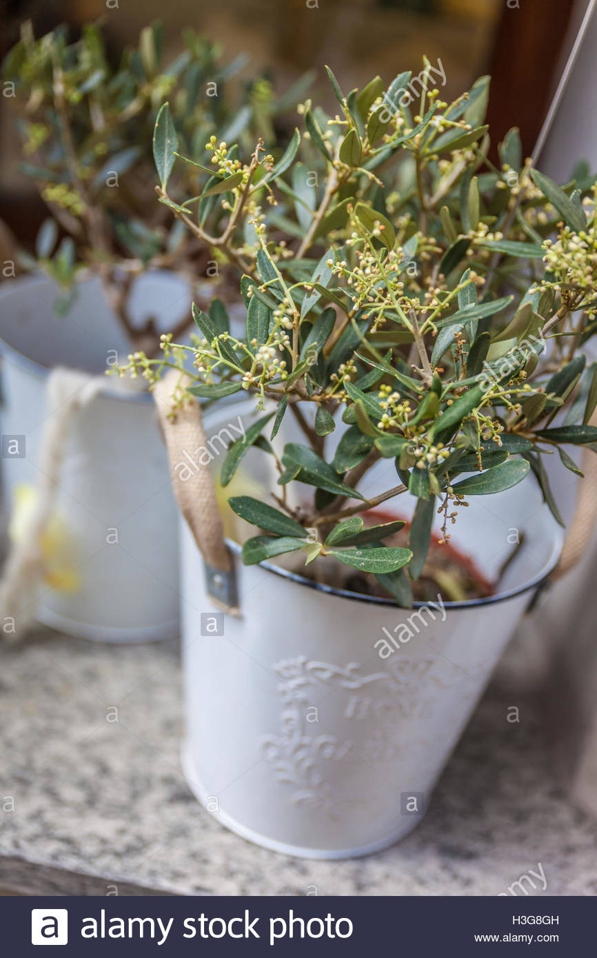 Small Trees In Pots High Resolution Stock Photography and Images Alamy