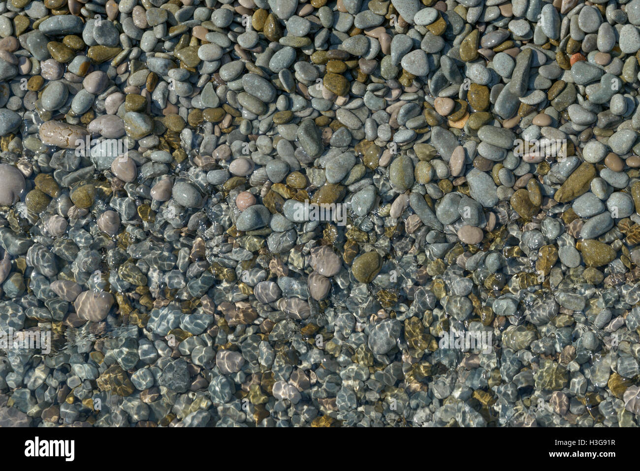 Underwater view of developing Sockeye salmon eggs in the gravel of