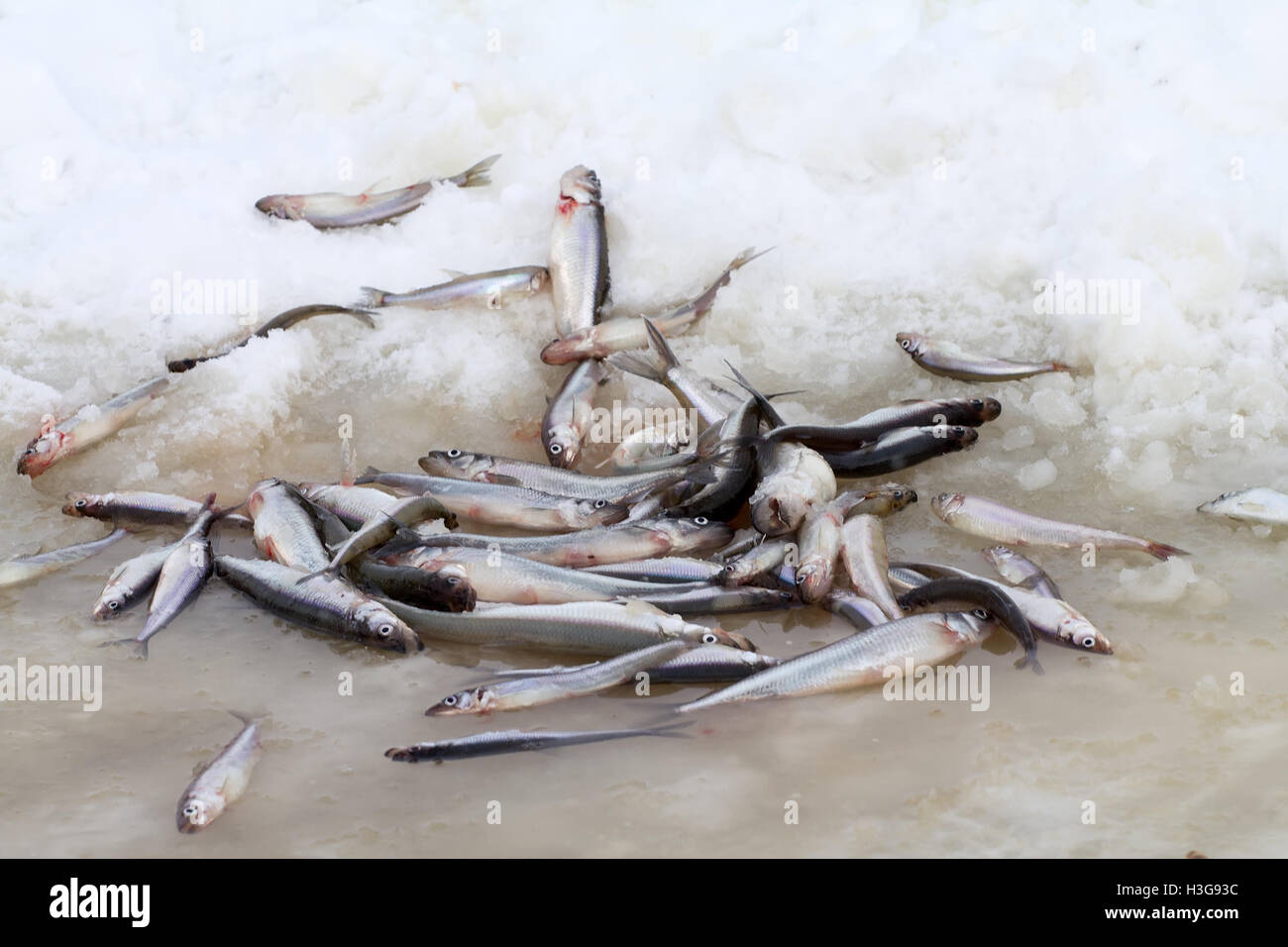 smelt of the Baltic Sea in the winter Stock Photo