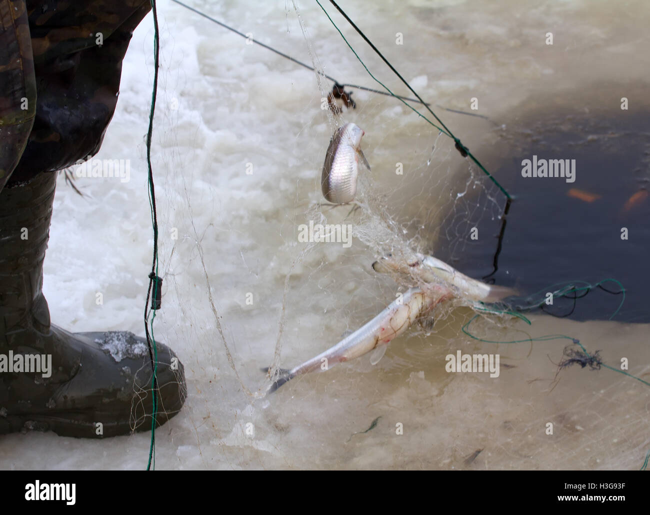 Catching smelt hi-res stock photography and images - Alamy