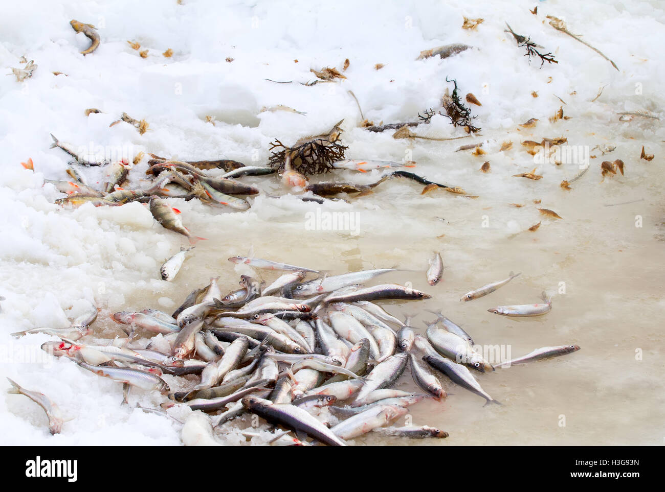 smelt of the Baltic Sea in the winter Stock Photo