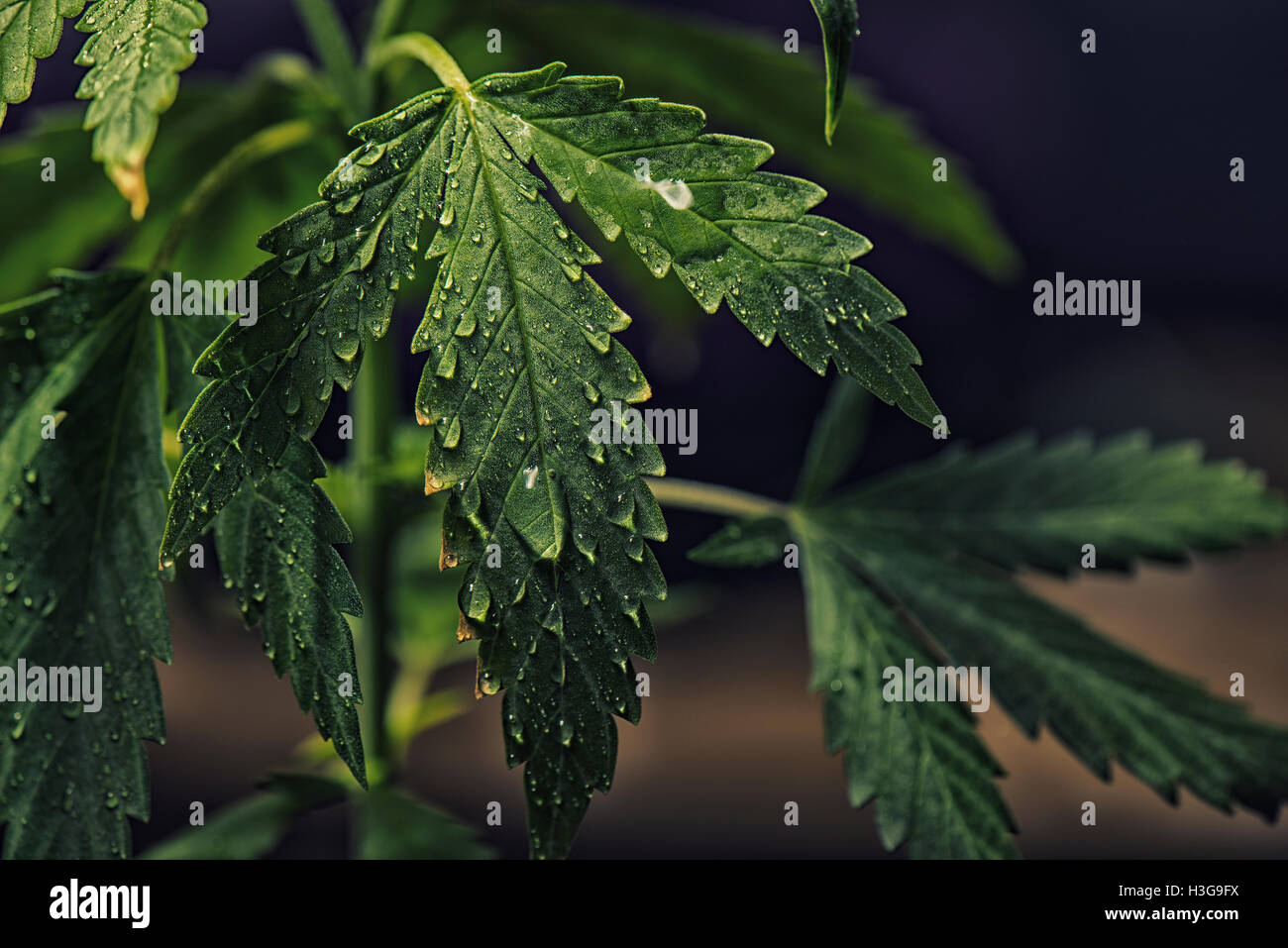 Detail of Marijuana (cannabis sativa) plant leaves with water drops Stock Photo
