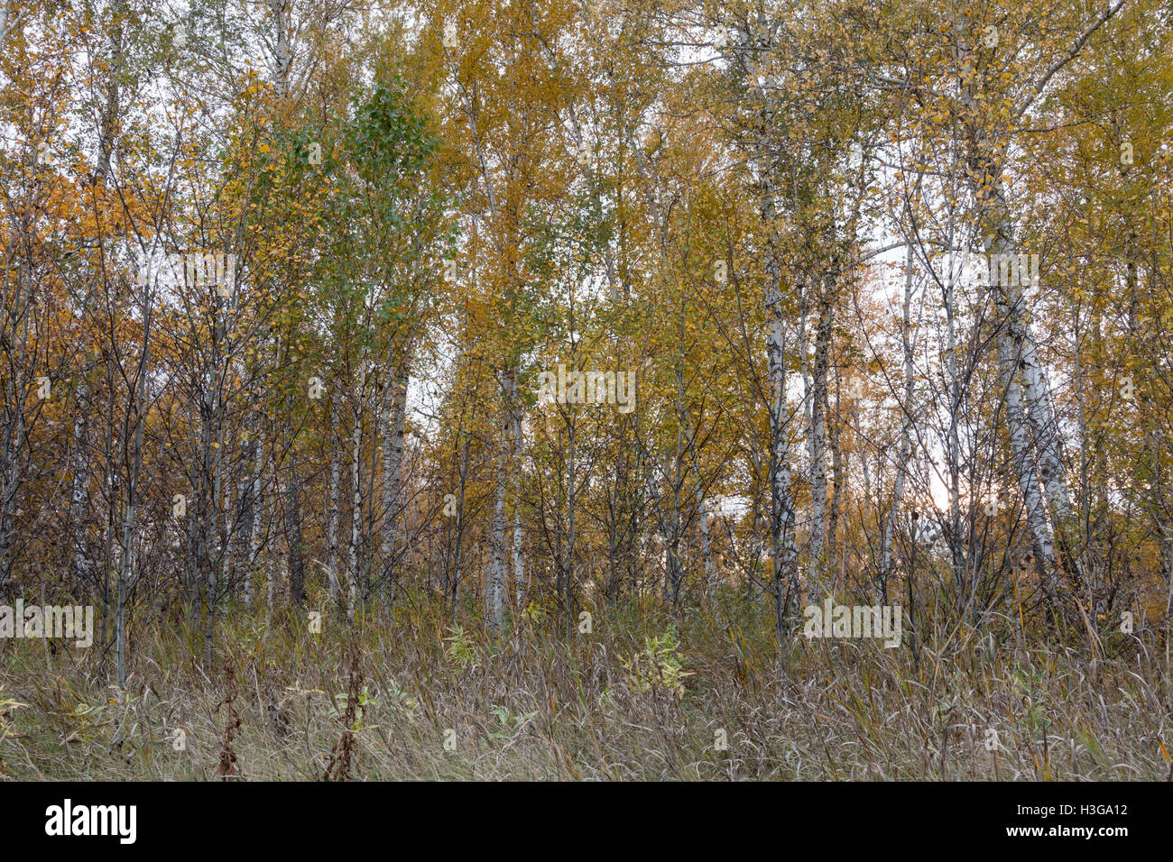 autumn forest of young birch trees Stock Photo - Alamy