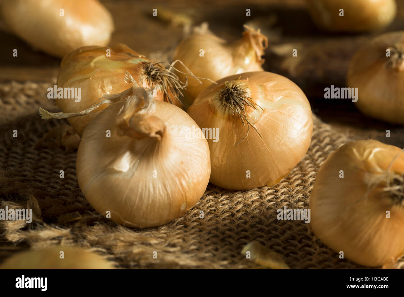 Cipollini onion hires stock photography and images Alamy
