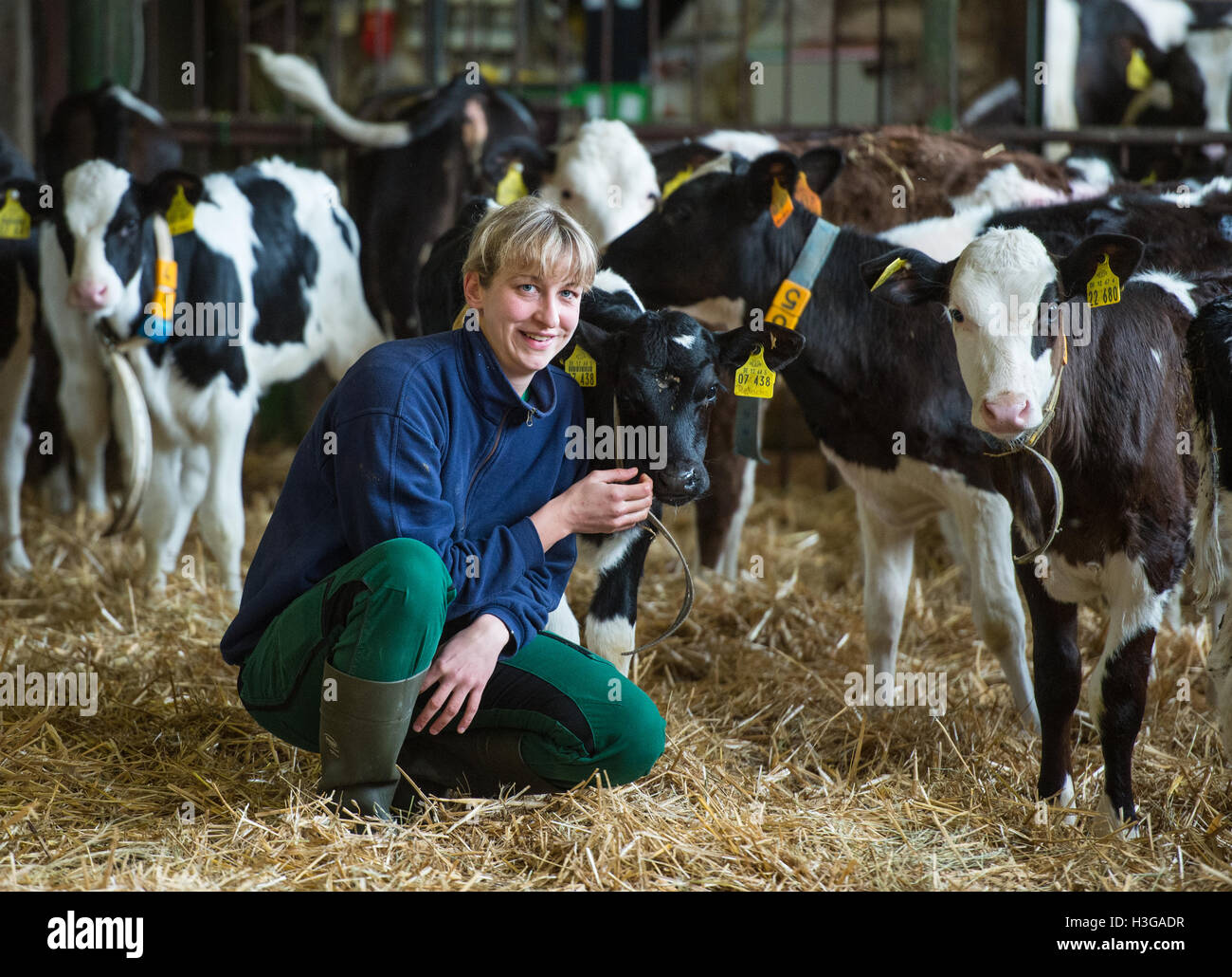 The animal farmer Rebecca Harnack sits among calfs of the productive community Dannenberg in Dannenberg, germany, 5 October 2016. Rebecca Harnack won the 32. professional competition in Rendsburg, Germany, on the 4 June 2016 in the category of animal farmer. She had already secured the title of best animal farmer on a state level. In the nationwide competitions both theoretical and general knowledge as well as practical skills are assessed. Photo: Patrick Pleul Stock Photo