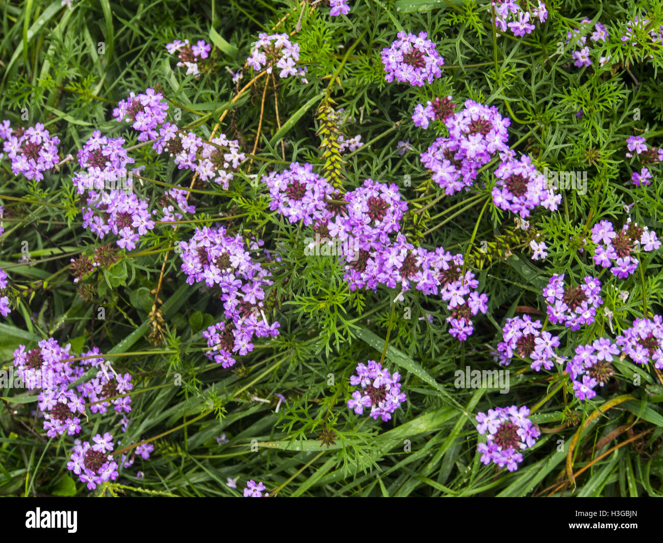 Purple Flowers Of Sweet Alyssum High Resolution Stock Photography and ...