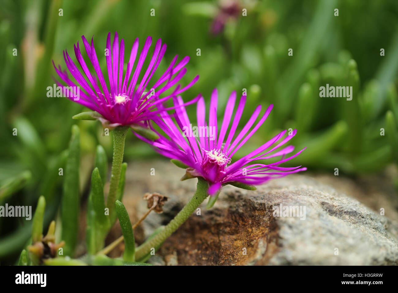 Two purple Lampranthus flowers, close up Stock Photo