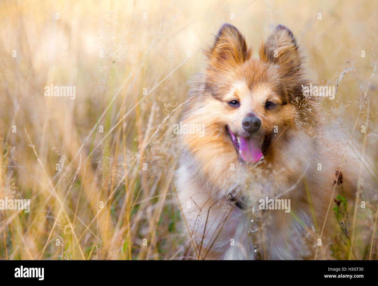 shetland sheepdog in a field Stock Photo - Alamy