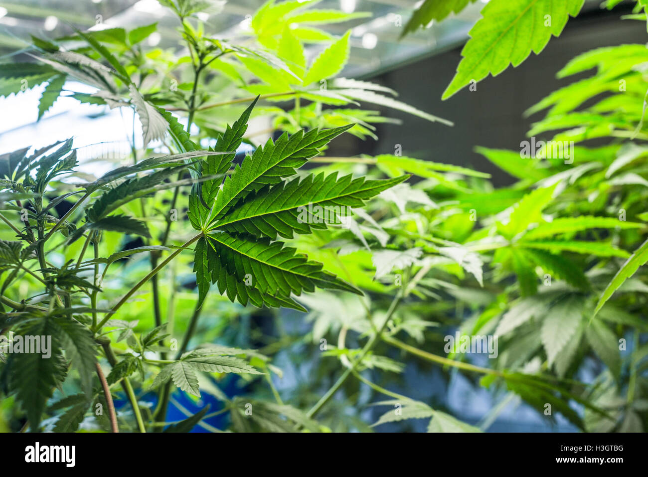 Cannabis lamps hi-res stock photography and images - Alamy