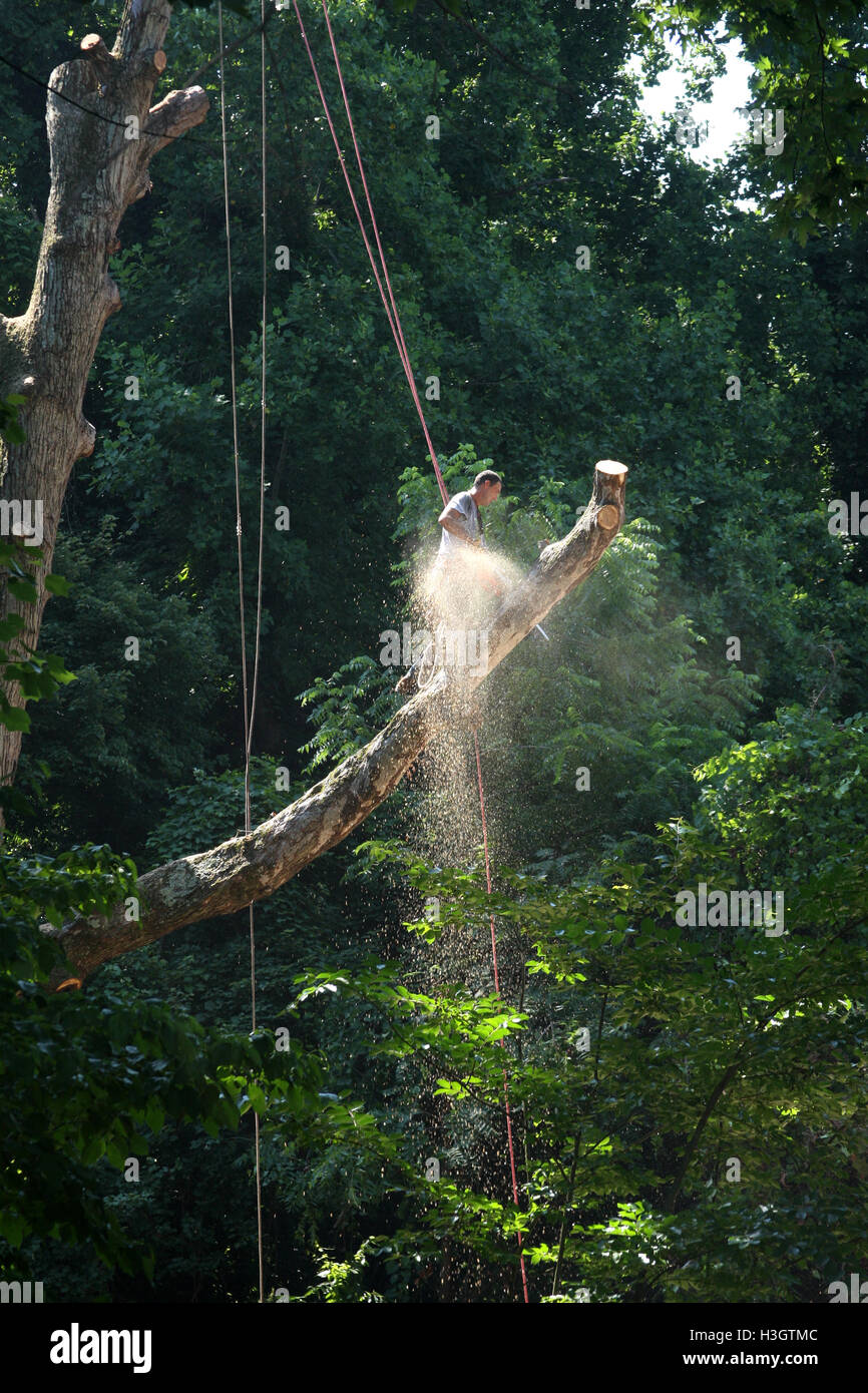 Logger with basic safety equipment cutting down large, tall tree Stock