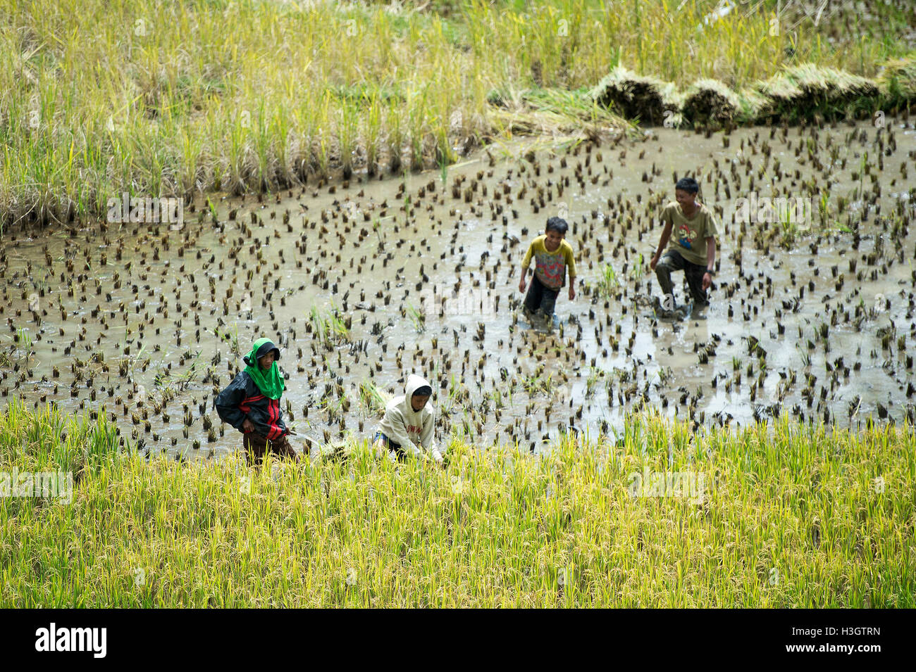People Picking Rice Local farmers and villagers harvesting a rice in paddy field at Ba’Tan ...