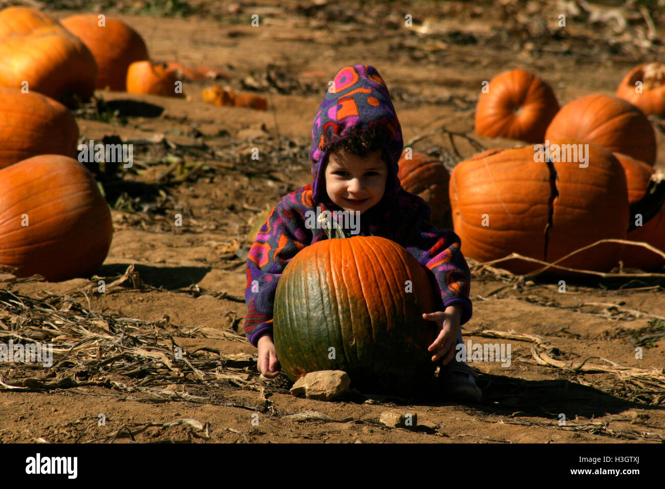 Little girl picking a pumpkin from the patch Stock Photo - Alamy