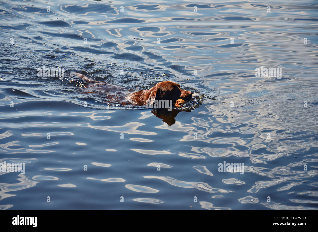 Brown Labrador retriever loves water, fetching a stick swimming in a lake of Sweden Stock Photo