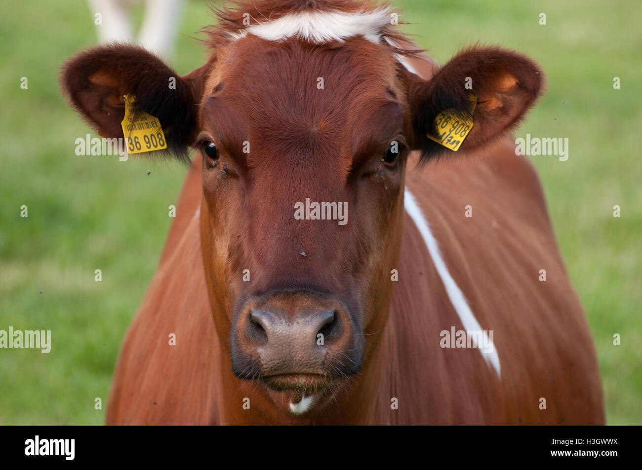 the city of vreden in germany Stock Photo - Alamy