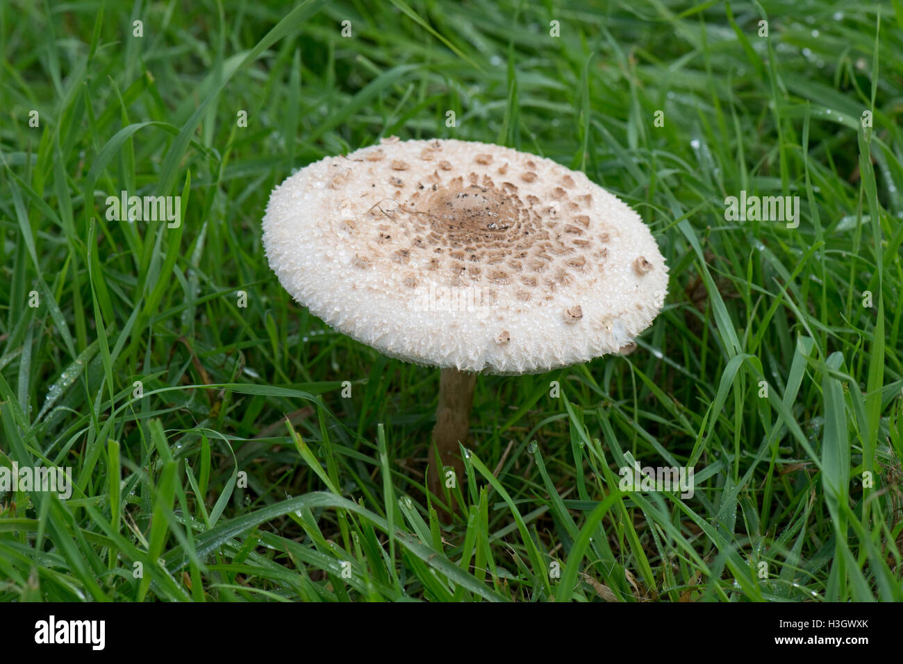 A parasol mushroom in grassland, Macrolepiota procera, with cap fulkly open and clearly marked, September Stock Photo