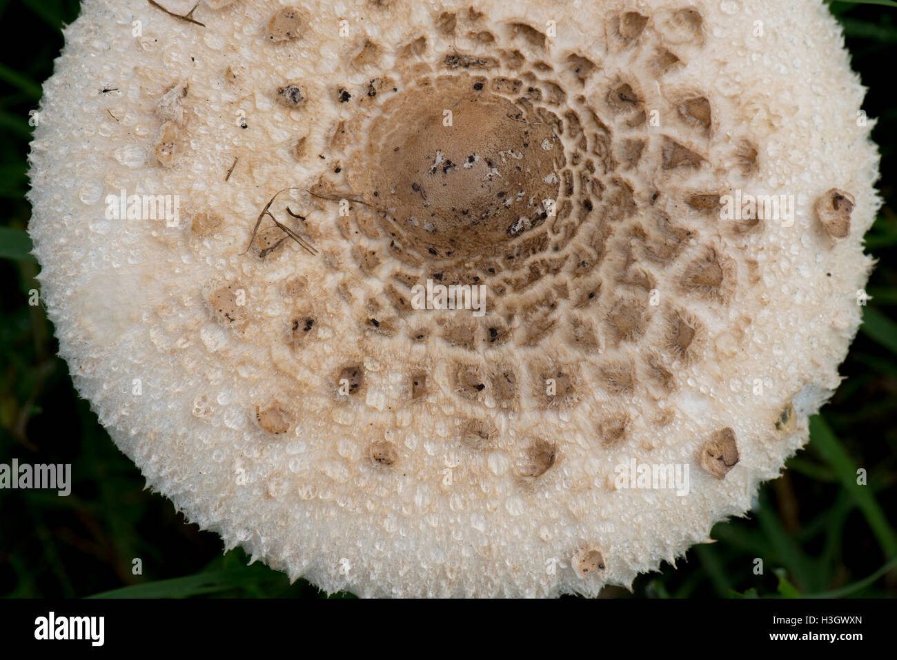 A parasol mushroom in grassland, Macrolepiota procera, with cap fulkly open and clearly marked, September Stock Photo