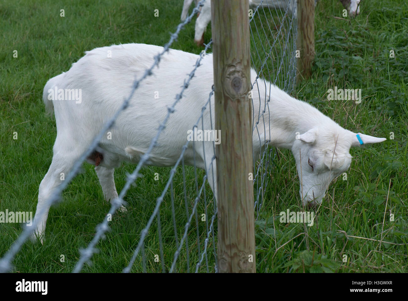The grass is always greener on the other side! Saanen goat grazing with her head through a stock fence Stock Photo
