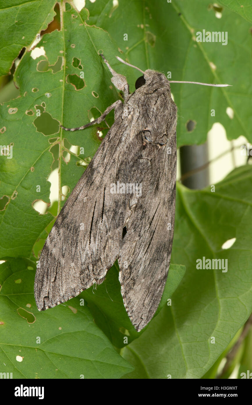 A female convolvulus hawk moth, Agrius convolvuli, at rest, Berkshire, October Stock Photo