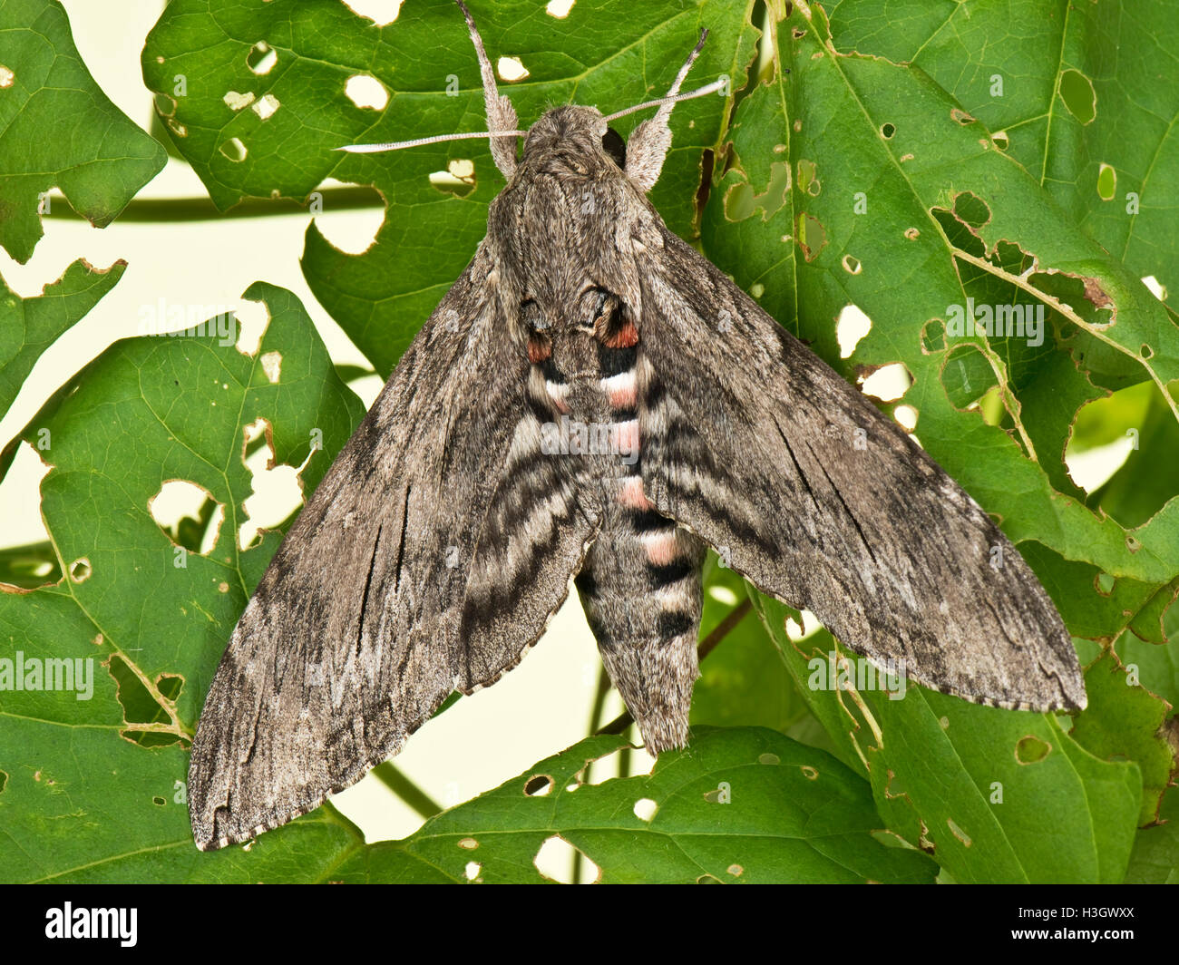 A female convolvulus hawk moth, Agrius convolvuli, wings partly open showing underwing, Berkshire, October Stock Photo