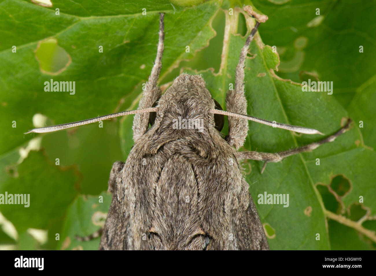 A female convolvulus hawk moth, Agrius convolvuli, wings partly open showing underwing, Berkshire, October Stock Photo