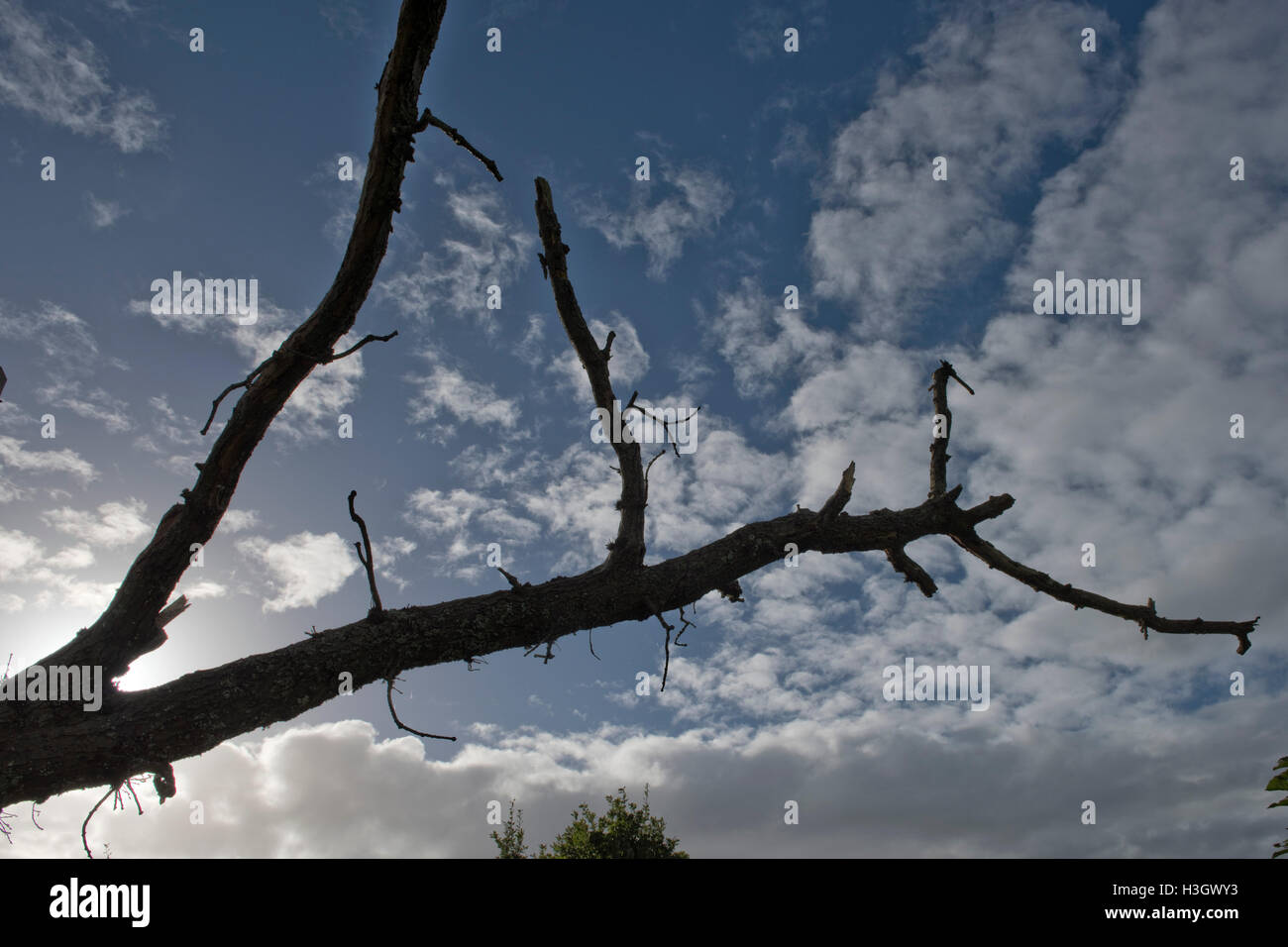 Silhouette of a fallen branch on an old oak tree, sun behind with blue sky and light fluffy clouds, Berkshire, October Stock Photo