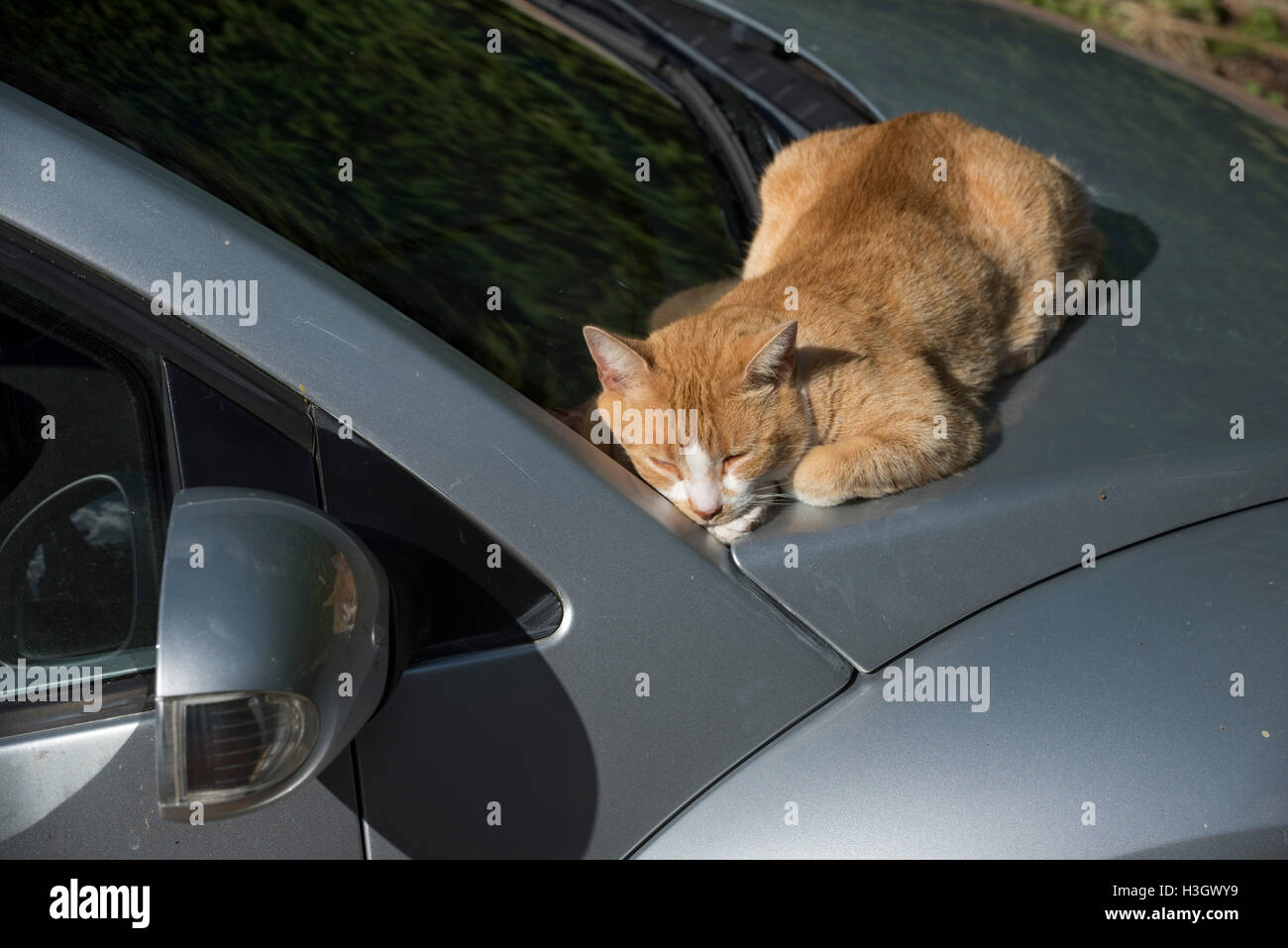 A ginger cat asleep on a windscreen wiper between the car bonnet and the glass on a fine day Stock Photo