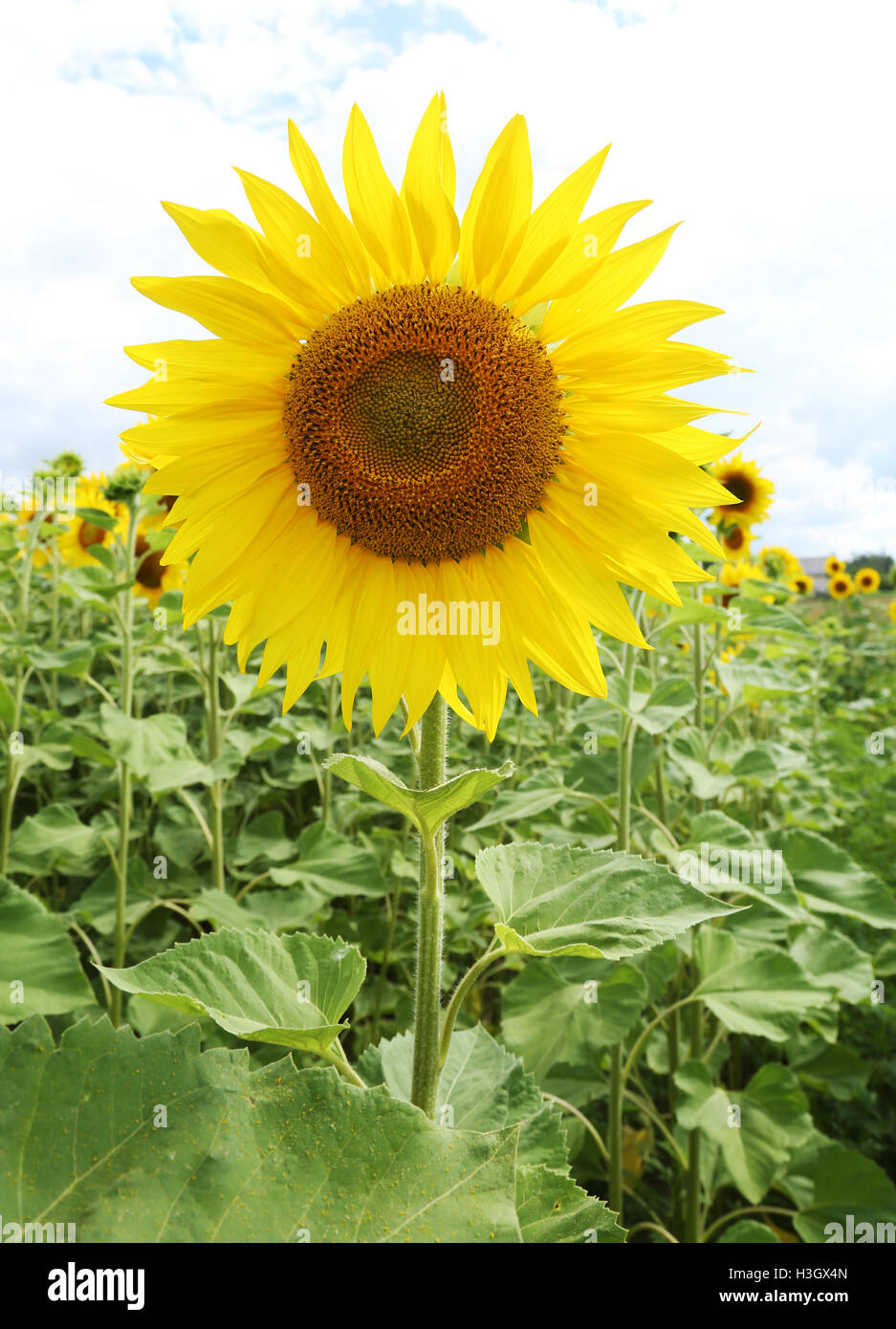 Bright picture of sunflowers in the field on the sunny day Stock Photo ...