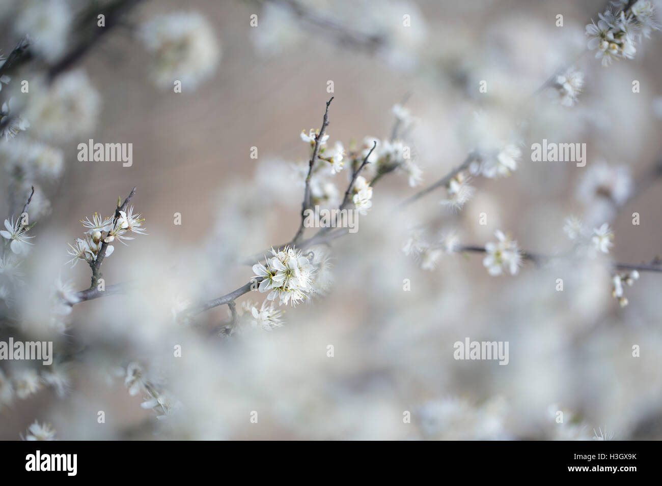 Twigs with white Apple Blossoms in Springtime Stock Photo