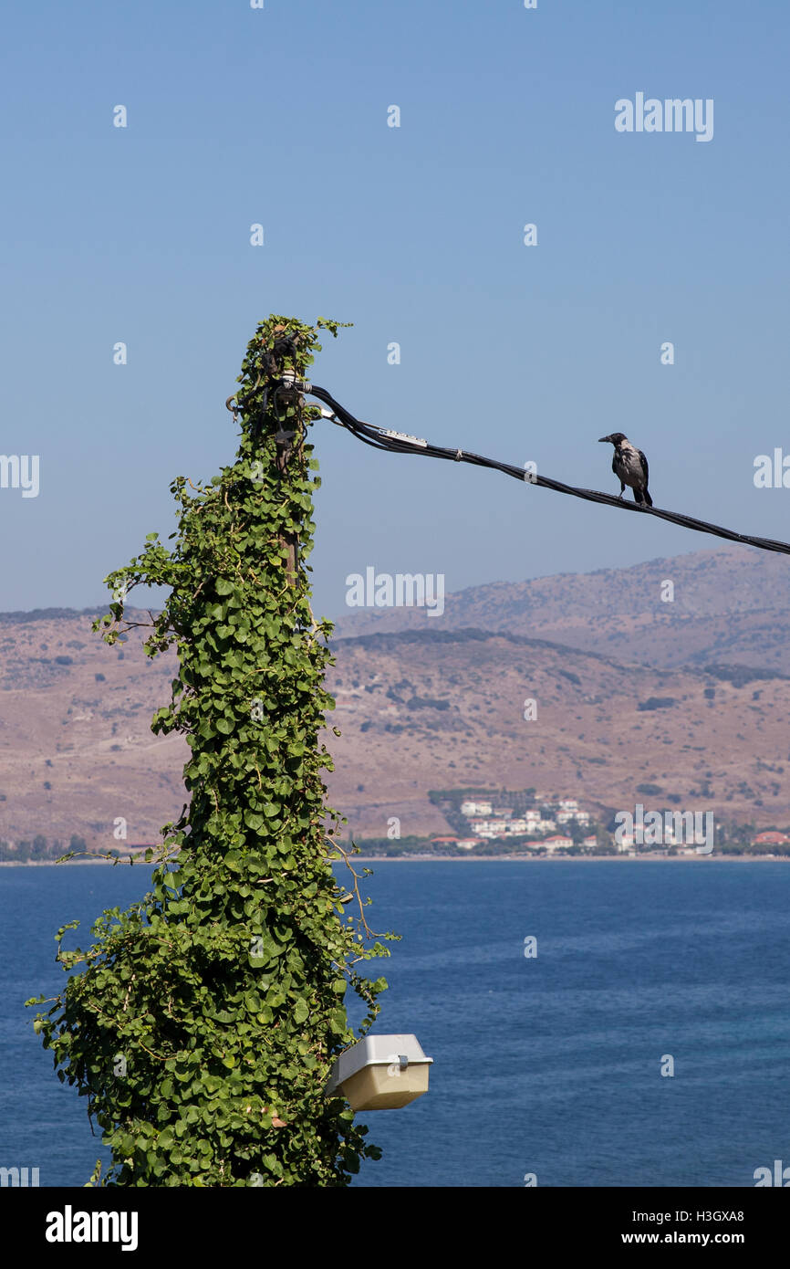 A hooded crow (Corvus cornix), hoodie, in an electrical cable climbing towards the top of a tree. Stock Photo