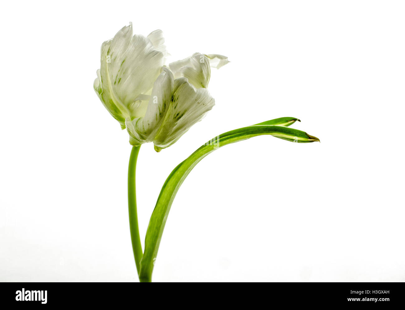 Close Up of Single White Tulip on white Background Stock Photo - Alamy