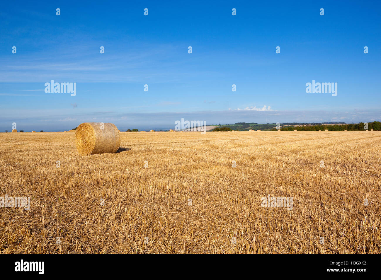 Round straw bales at harvest time in the Yorkshire wolds under a blue
