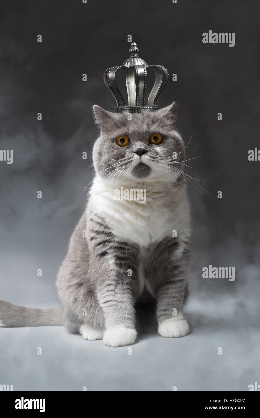 cute British Shorthair Cat with silver Crown Stock Photo
