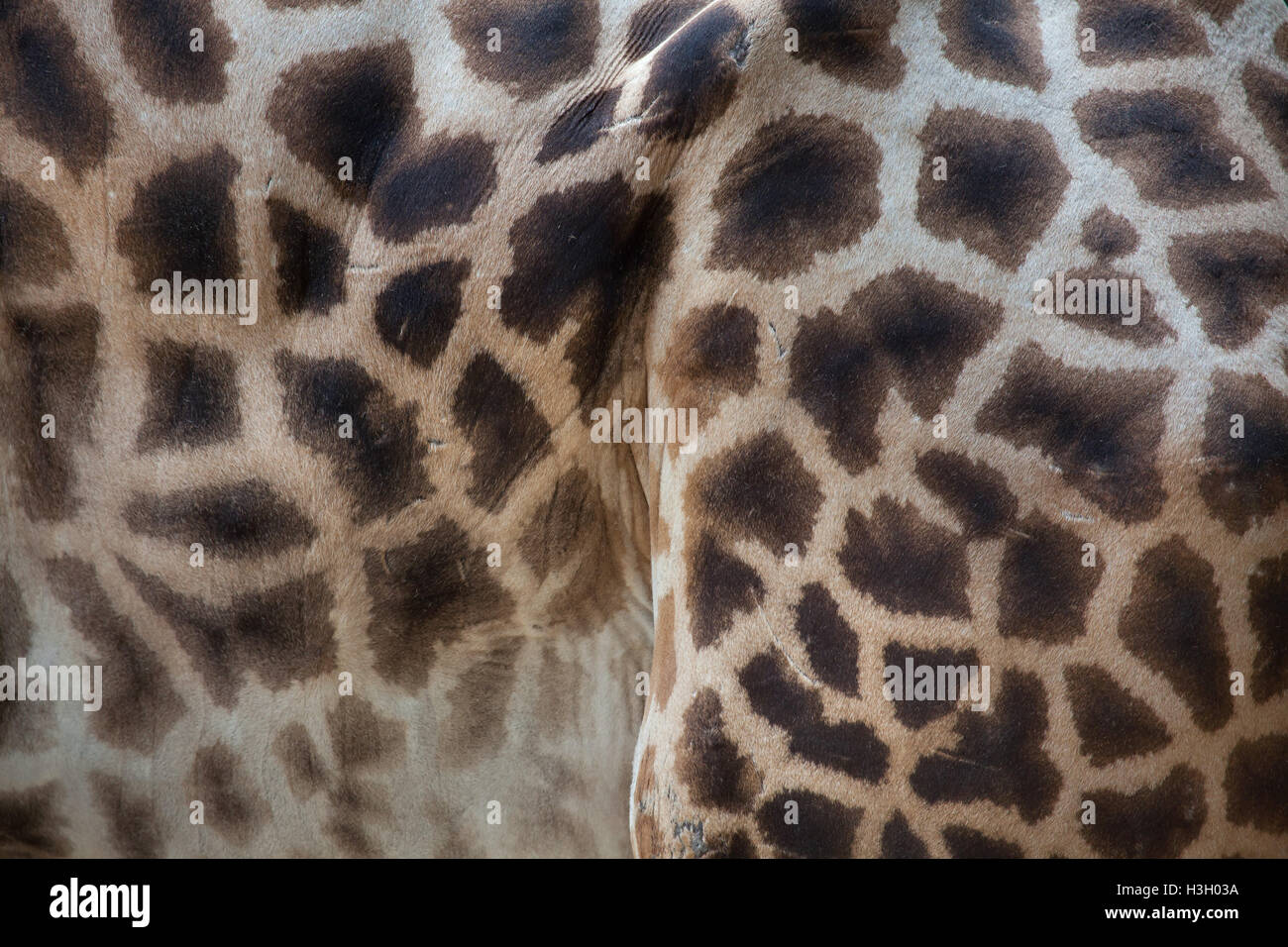 Kordofan giraffe (Giraffa camelopardalis antiquorum), also known as the Central African giraffe. Skin texture. Wildlife animal. Stock Photo